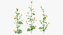 Wild Yellow Malva Set