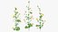 黄色い花を咲かせる植物コレクション3