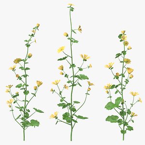 wild yellow malva set 3D