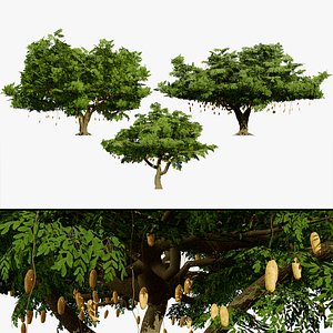 Kigelia Africana 3D Tree Collection 3D model