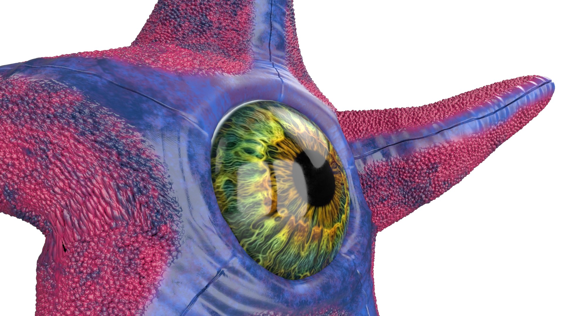 3D Starro https://p.turbosquid.com/ts-thumb/D9/qpJnBo/Vq/3/png/1788455016/1920x1080/fit_q87/0f617a3795820f25a53782b77f49eb43afe5020c/3.jpg