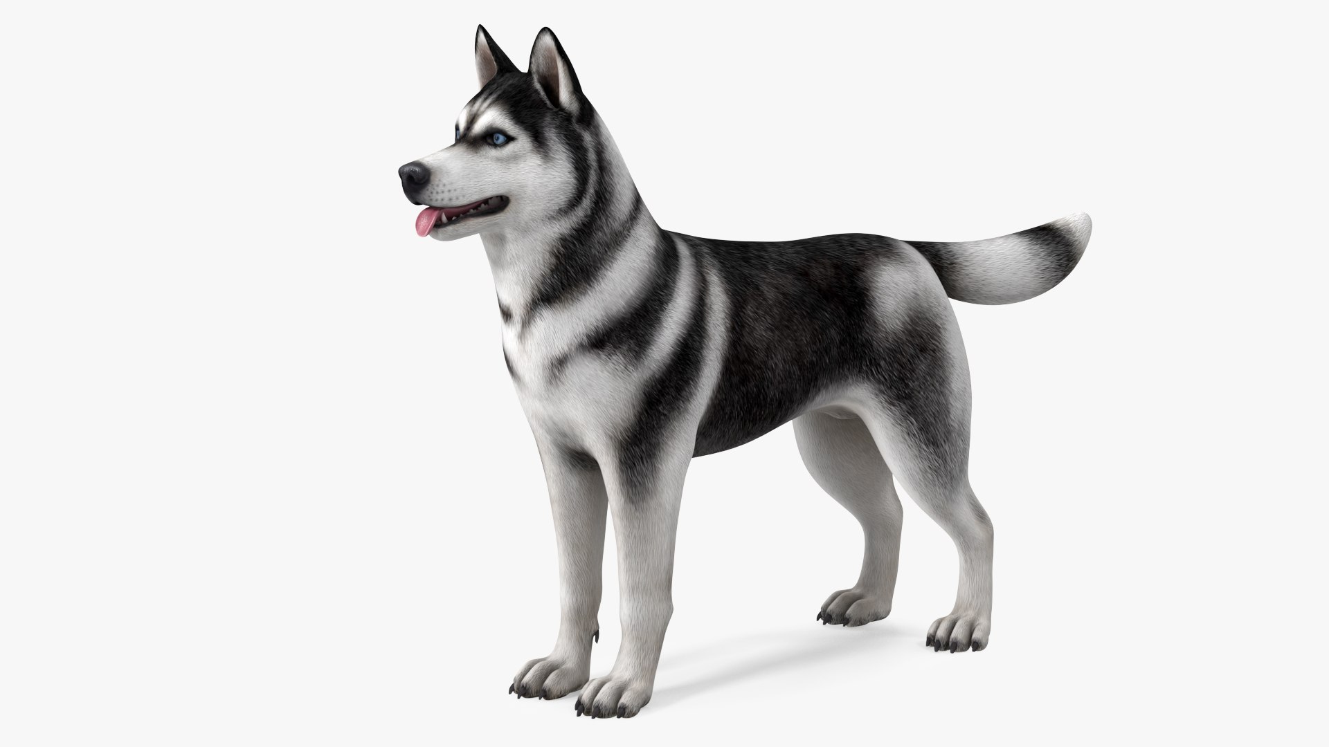 Siberian Husky Black and White Coat 3D model preview