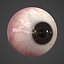 3d model human eye realistic