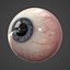 3d model human eye realistic