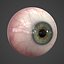 3d model human eye realistic