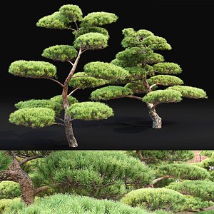PinusBonsai 02