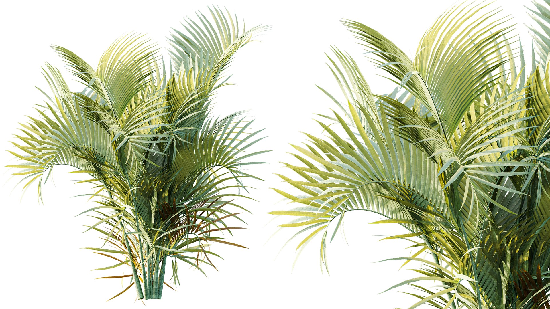 AV Plant Chrysalidocarpus Lutescens Palm Bush 02 3D model https://p.turbosquid.com/ts-thumb/DA/1i3uOH/3K/02/png/1788857481/1920x1080/fit_q87/db984a7327cb80eb466abbf9497dfb0fb6c6a307/02.jpg