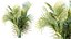 Plante AV Chrysalidocarpus Lutescens Palmier 02