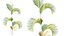 Plante AV Chrysalidocarpus Lutescens Palmier 02