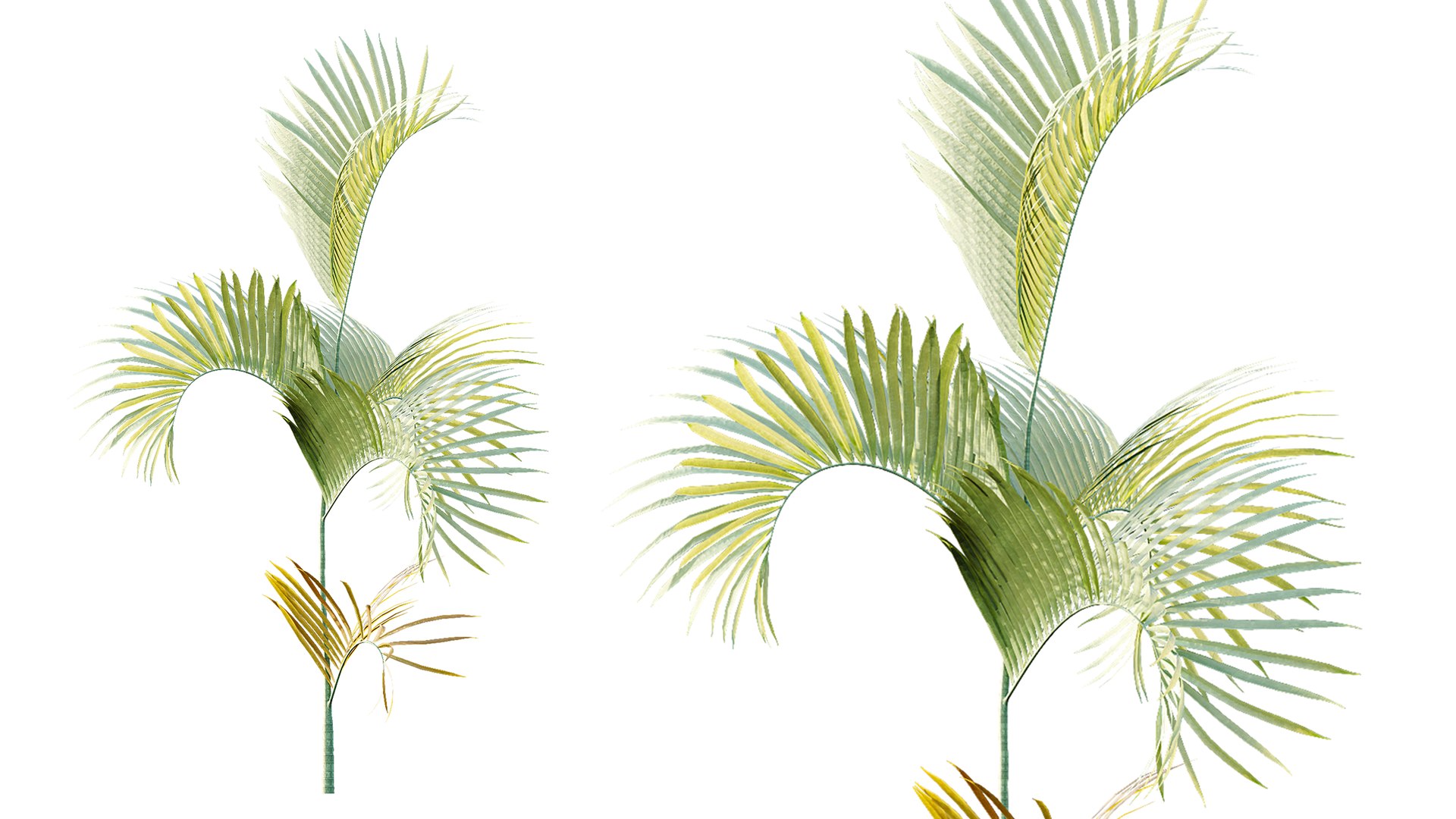 AV Plant Chrysalidocarpus Lutescens Palm Bush 02 3D model https://p.turbosquid.com/ts-thumb/DA/1i3uOH/Gk/05/png/1788857483/1920x1080/fit_q87/de0bf44c144cc0f2e5b5fd1c016dcb53fe846975/05.jpg