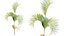 Plante AV Chrysalidocarpus Lutescens Palmier 02