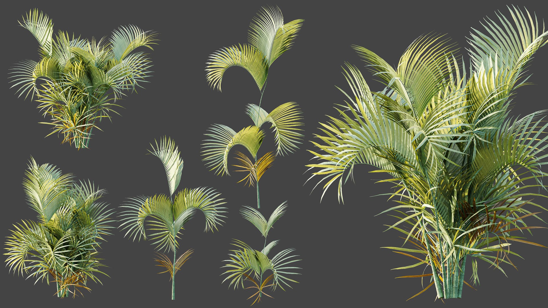 AV Plant Chrysalidocarpus Lutescens Palm Bush 02 3D model https://p.turbosquid.com/ts-thumb/DA/1i3uOH/Hf/06/png/1788857485/1920x1080/fit_q87/cc61243f6afb231330ffcd1bc8e300ac9ac97d49/06.jpg