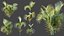 Plante AV Chrysalidocarpus Lutescens Palmier 02