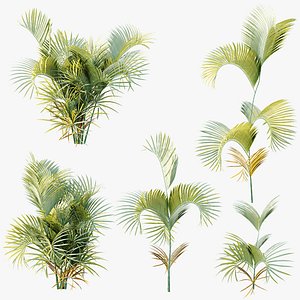 AV Plant Chrysalidocarpus Lutescens Palm Bush 02 3D model