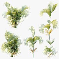 AV Plant Chrysalidocarpus Lutescens Palm Bush 02