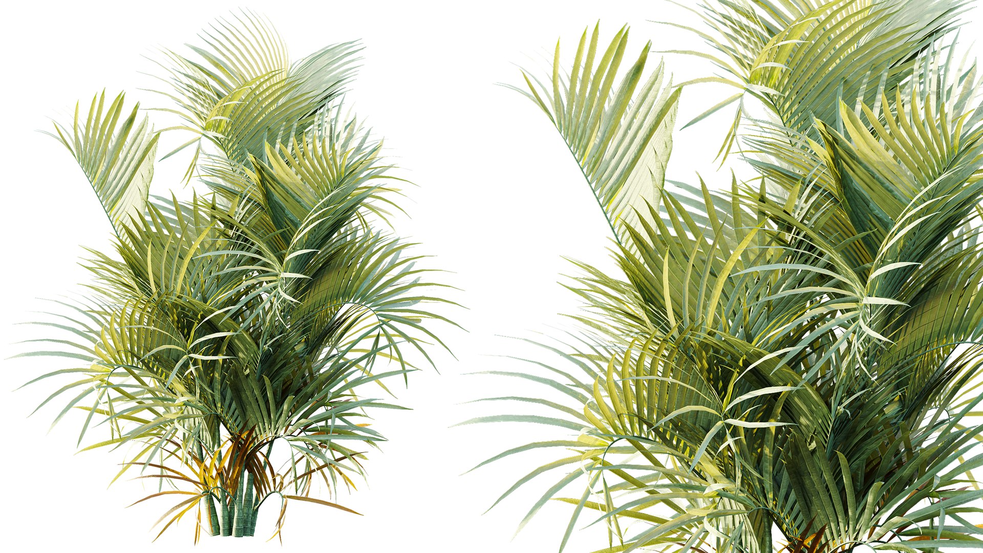 AV Plant Chrysalidocarpus Lutescens Palm Bush 02 3D model https://p.turbosquid.com/ts-thumb/DA/1i3uOH/sK/04/png/1788857483/1920x1080/fit_q87/2ea9cee5c63c93e2f9f7a7f036fff25841ebc57a/04.jpg