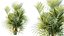 Plante AV Chrysalidocarpus Lutescens Palmier 02