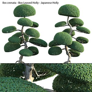 Ilex crenata - Box Leaved Holly - Japanese Holly - 04