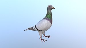 3D dove pigeons