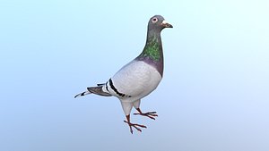 Pigeons Dove Low-poly 3D model