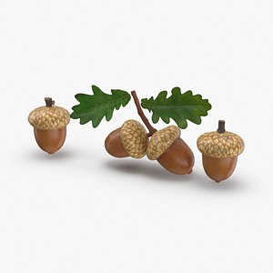 acorns 3D