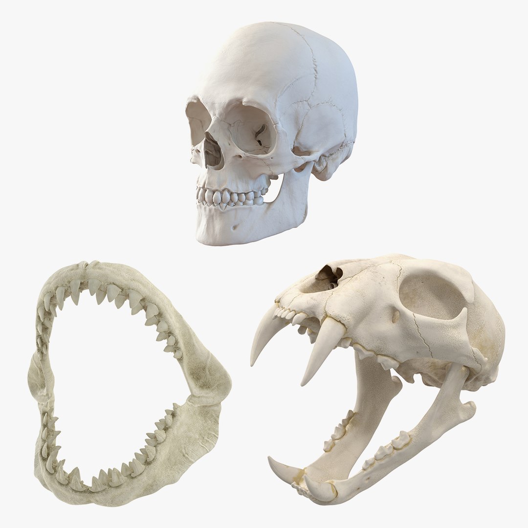 Skulls 3D Models Collection 3D model preview