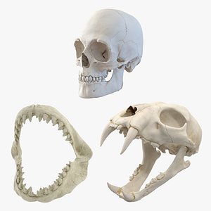 skulls tiger shark 3D model