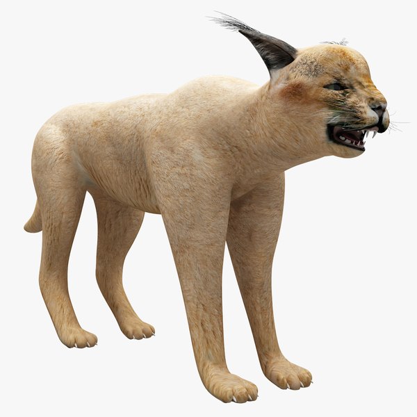 3d model caracal modeled
