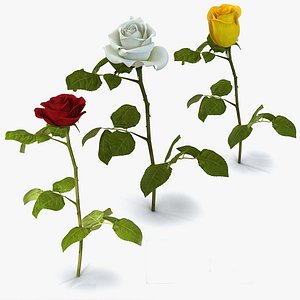 Roses Collection 2