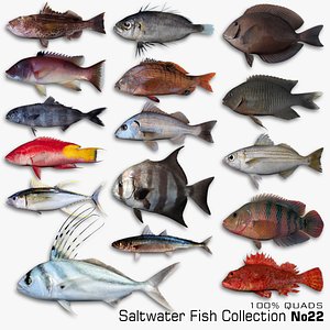Saltwater Fish Collection 22 3D model