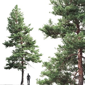 3D pine sylvestris 05 model