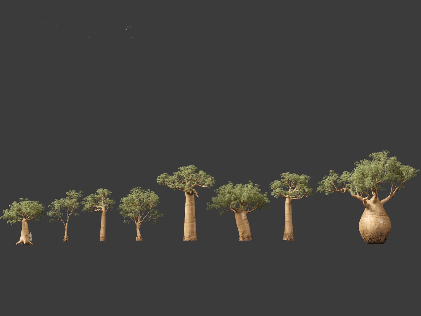 3D Adansonia digitata - Baobab 01-04 model https://p.turbosquid.com/ts-thumb/DA/itrwTy/3l/adansoniadigitata042/jpg/1699024803/1920x1080/fit_q87/afe995f70da6c8b8250243c6d4942032f3e4d4d2/adansoniadigitata042.jpg