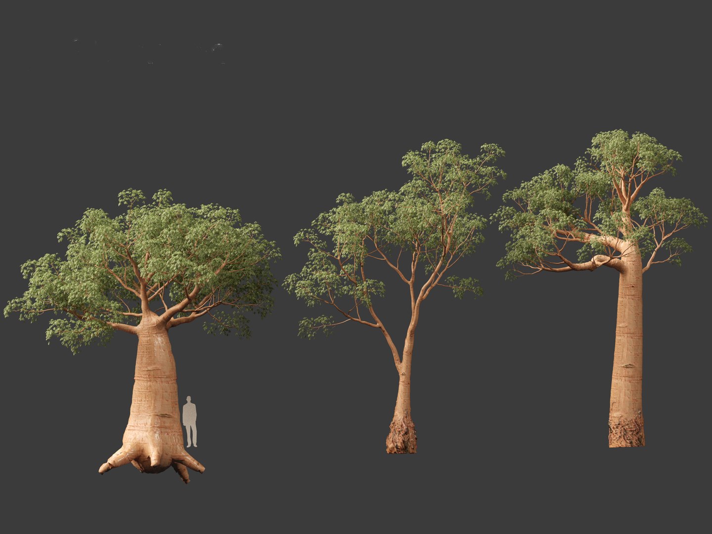3D Adansonia digitata - Baobab 01-04 model https://p.turbosquid.com/ts-thumb/DA/itrwTy/4B/adansoniadigitata034/jpg/1699024776/1920x1080/fit_q87/3ad18850eb7e29b712cd12fc1cb0dcb2597856e7/adansoniadigitata034.jpg