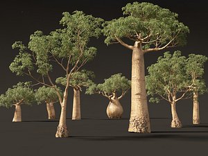 3D Adansonia digitata - Baobab 01-04 model