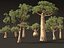 Adansonia digitata - Baobab 01-04
