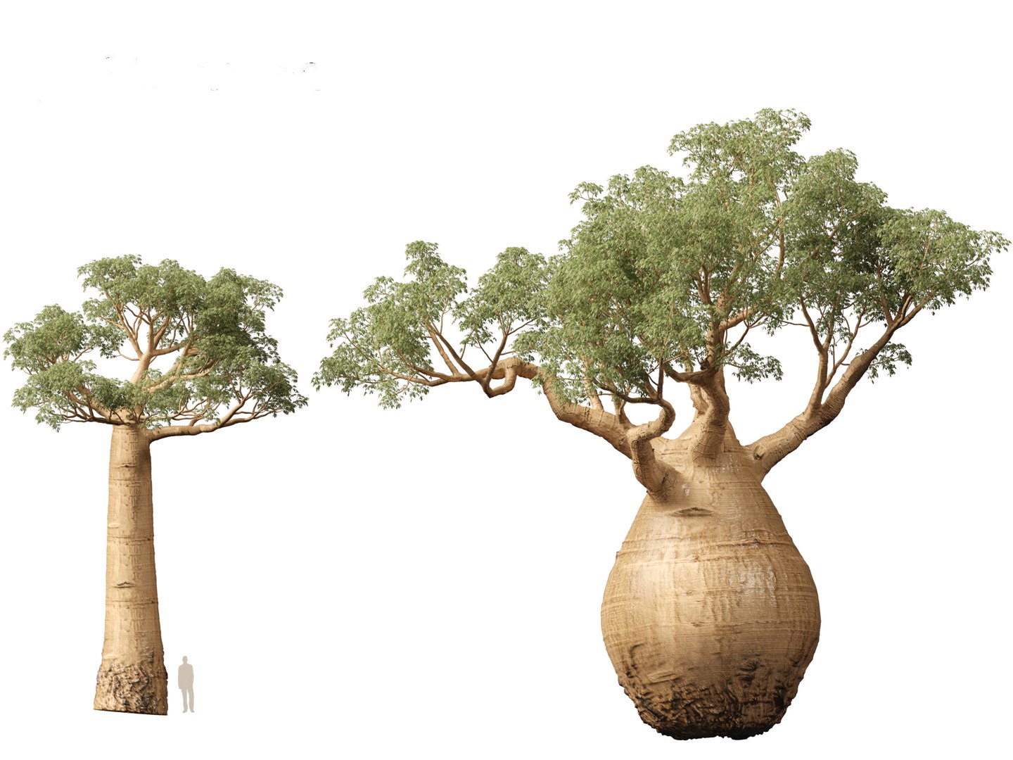 3D Adansonia digitata - Baobab 01-04 model https://p.turbosquid.com/ts-thumb/DA/itrwTy/7q/adansoniadigitata047/jpg/1699024817/1920x1080/fit_q87/73fd0d380e40b3afcf48be8fa4ac13d3a9ea552e/adansoniadigitata047.jpg
