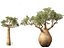 Adansonia digitata - Baobab 01-04