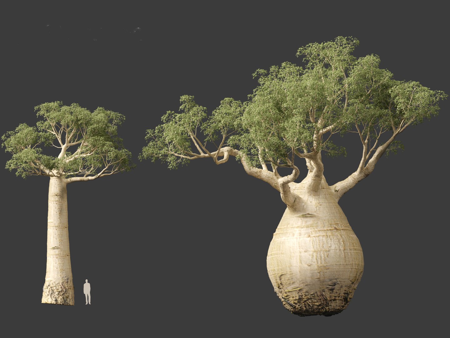 3D Adansonia digitata - Baobab 01-04 model https://p.turbosquid.com/ts-thumb/DA/itrwTy/DF/adansoniadigitata018/jpg/1699024693/1920x1080/fit_q87/7c3d83f8ff585d382fb79a243fb181b948fb49c5/adansoniadigitata018.jpg