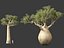 Adansonia digitata - Baobab 01-04