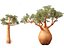 Adansonia digitata - Baobab 01-04