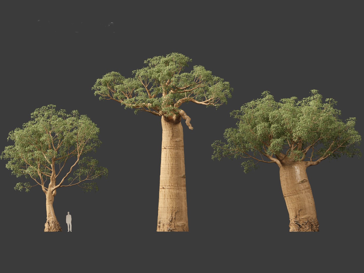 3D Adansonia digitata - Baobab 01-04 model https://p.turbosquid.com/ts-thumb/DA/itrwTy/El/adansoniadigitata046/jpg/1699024815/1920x1080/fit_q87/31f653e3d7b1a6fa6217d3d04cd876f8e26aab62/adansoniadigitata046.jpg