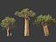 Adansonia digitata - Baobab 01-04