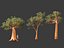Adansonia digitata - Baobab 01-04