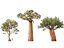 Adansonia digitata - Baobab 01-04