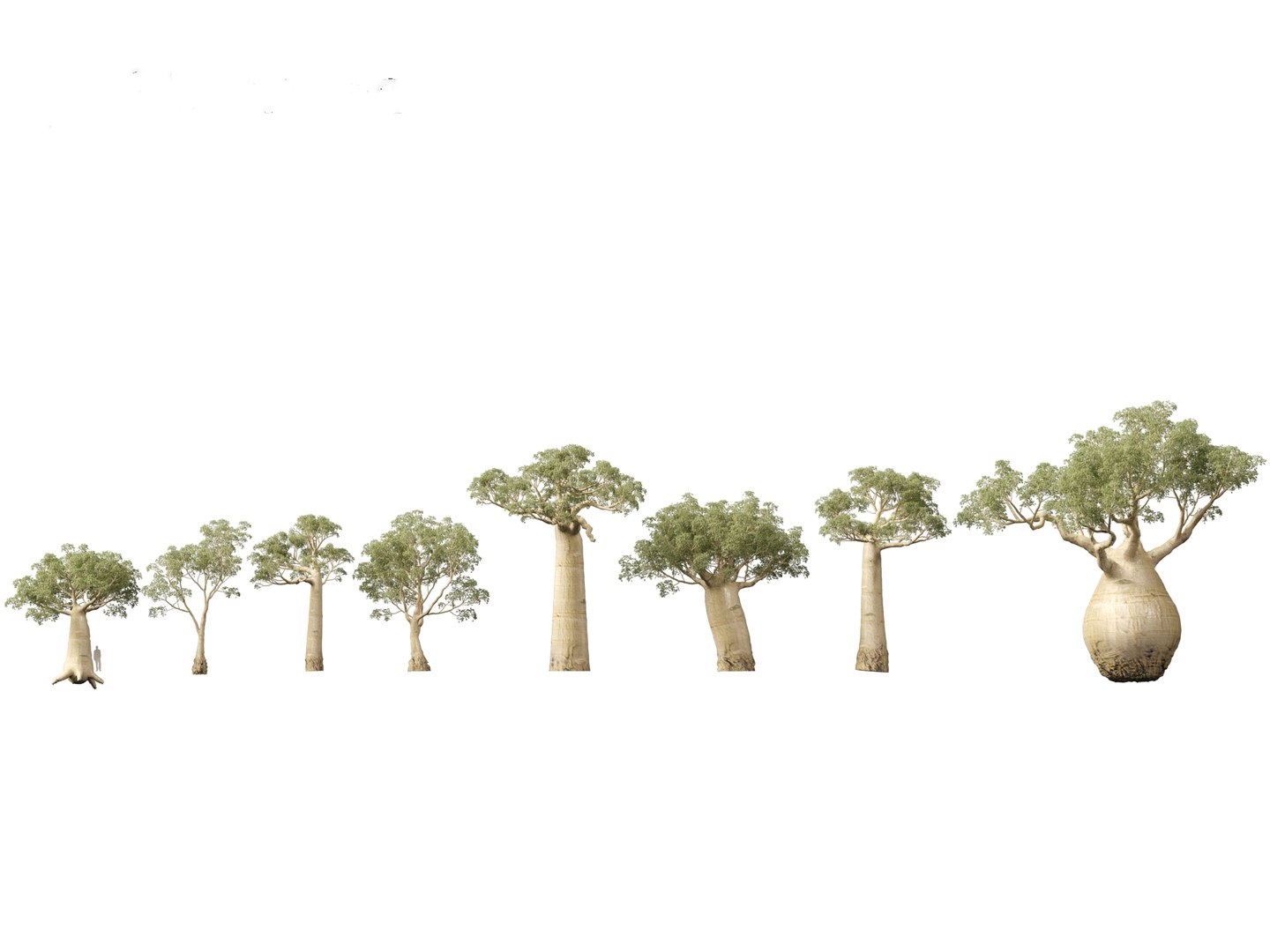 3D Adansonia digitata - Baobab 01-04 model https://p.turbosquid.com/ts-thumb/DA/itrwTy/GN/adansoniadigitata011/jpg/1699024619/1920x1080/fit_q87/e2597a8f7c7490d64e57b264bda887c0ac279620/adansoniadigitata011.jpg