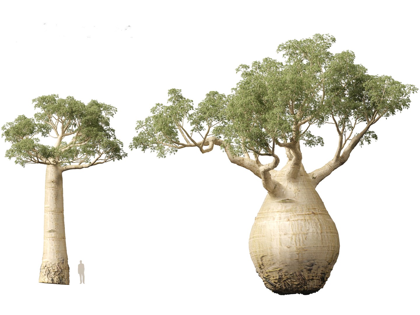 3D Adansonia digitata - Baobab 01-04 model https://p.turbosquid.com/ts-thumb/DA/itrwTy/HZ/adansoniadigitata017/jpg/1699024669/1920x1080/fit_q87/bad480dceb05c7c2000c1278ce65cb7999b701f1/adansoniadigitata017.jpg