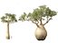 Adansonia digitata - Baobab 01-04