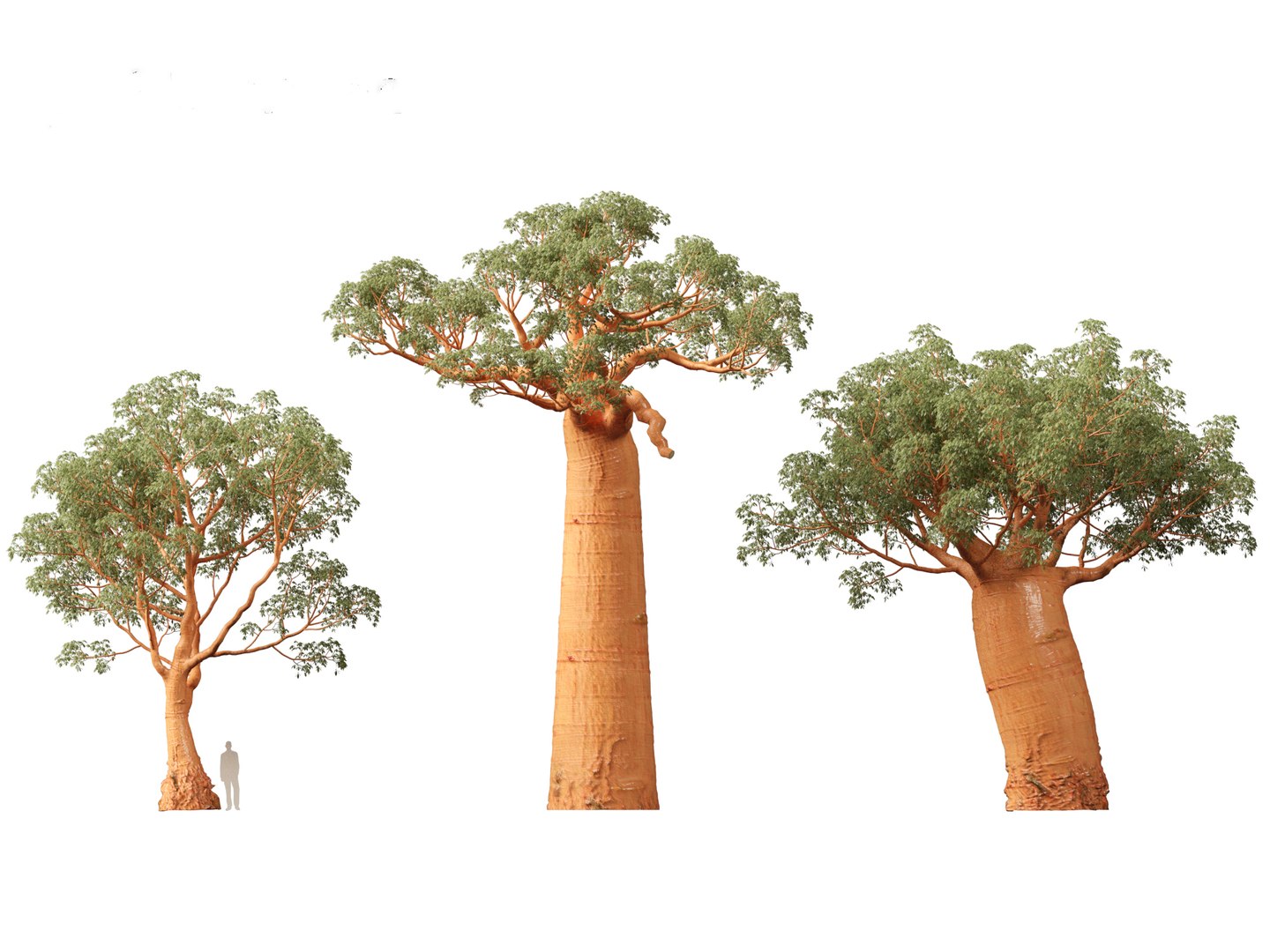 3D Adansonia digitata - Baobab 01-04 model https://p.turbosquid.com/ts-thumb/DA/itrwTy/JZ/adansoniadigitata025/jpg/1699024722/1920x1080/fit_q87/ecce103c2e680e759541ad782798af2ee689c702/adansoniadigitata025.jpg