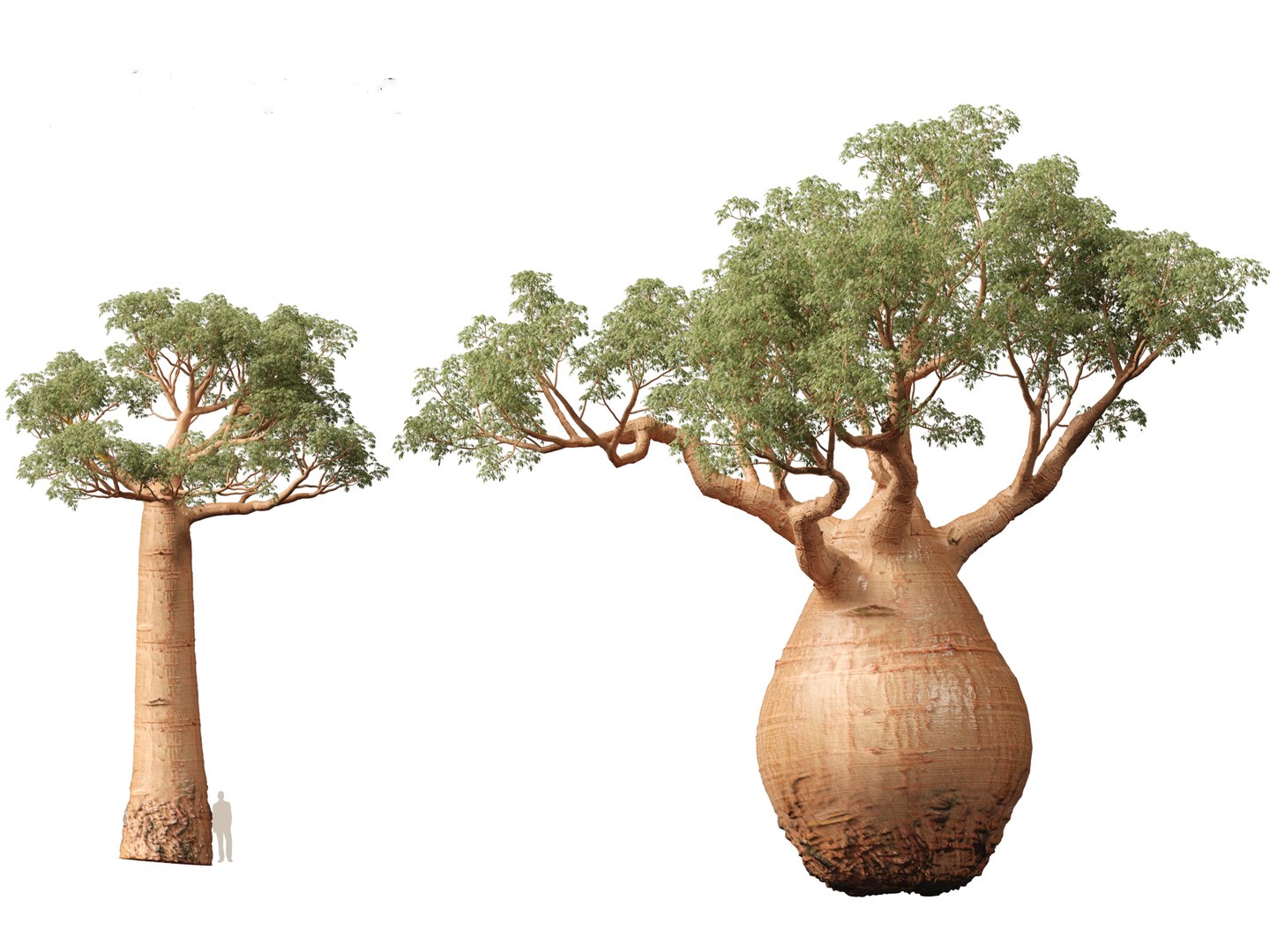 3D Adansonia digitata - Baobab 01-04 model https://p.turbosquid.com/ts-thumb/DA/itrwTy/KQ/adansoniadigitata037/jpg/1699024789/1920x1080/fit_q87/c56f1512c48147e07916bfefd9b0ad64899f4d07/adansoniadigitata037.jpg