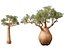 Adansonia digitata - Baobab 01-04